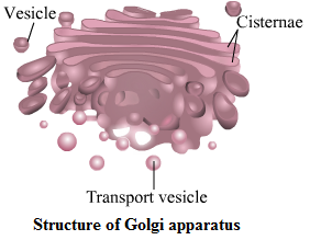 Golgi.png