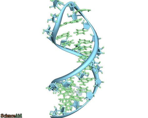 Ribonucleic Acid 52610.jpg