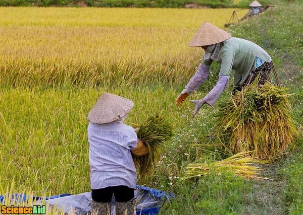 Harvesting Rice 63417.jpg
