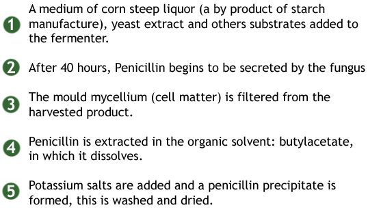the main stages in penicillin production