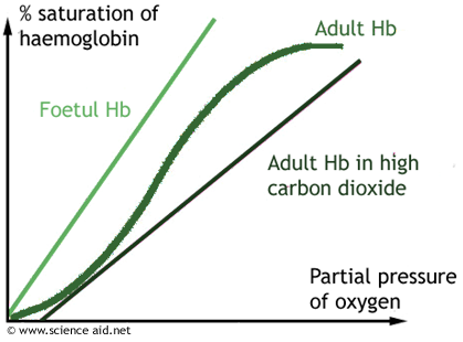oxygen dissociation curve