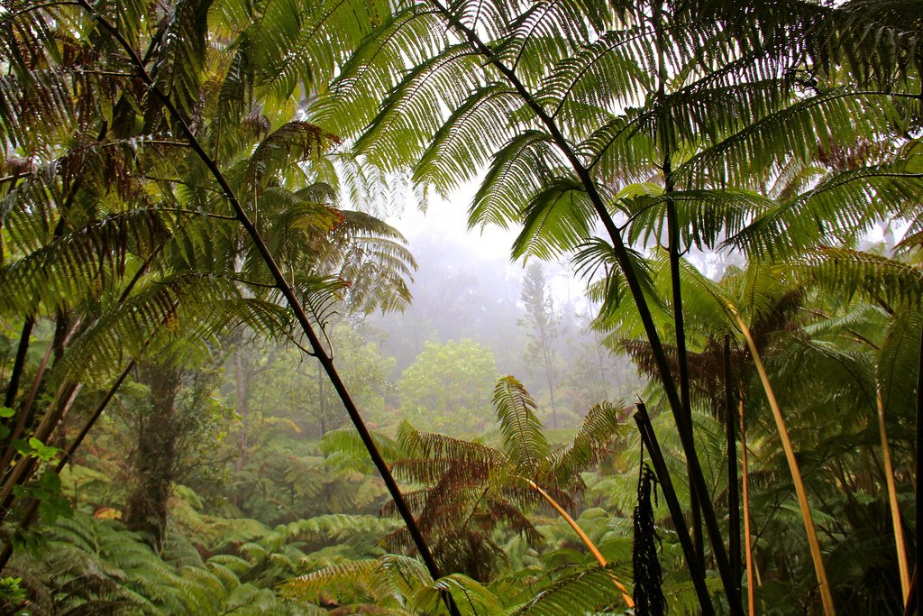 Кондиционер для объема волос тропический лес