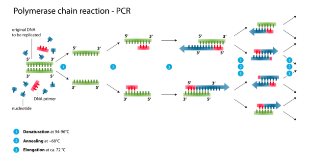 Polymerase chain reaction.svg.png